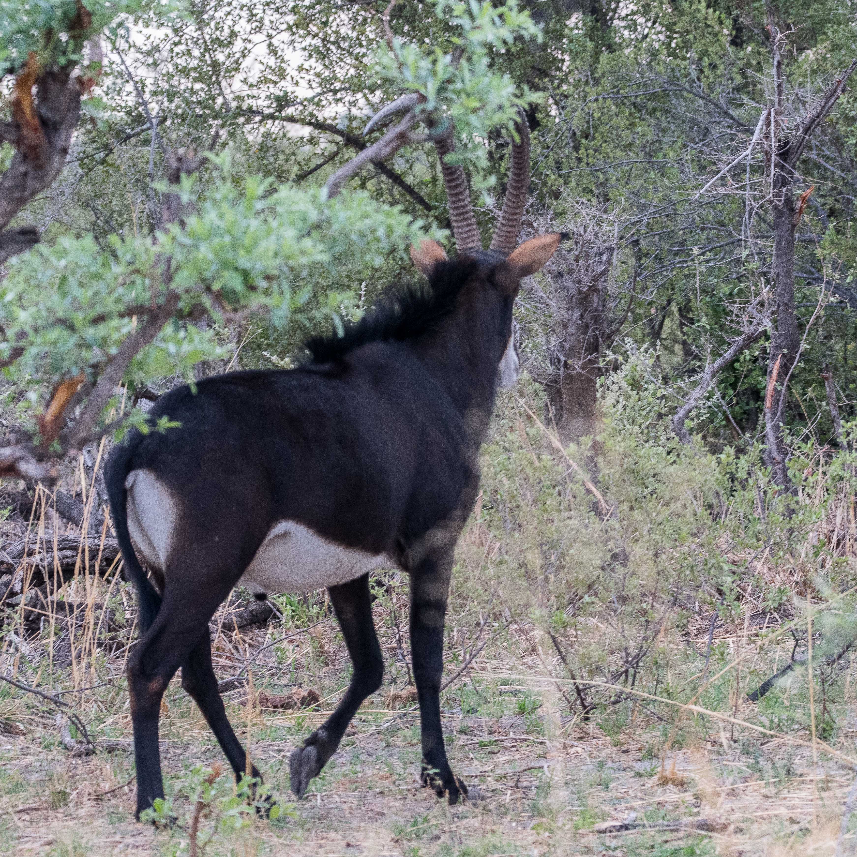 Hippotrague noir ou Antllope cheval (Sable antelope, Hippotragus niger), mâle adulte de dos, Kwando reserve, Delta de l'Okavango, Botswana.